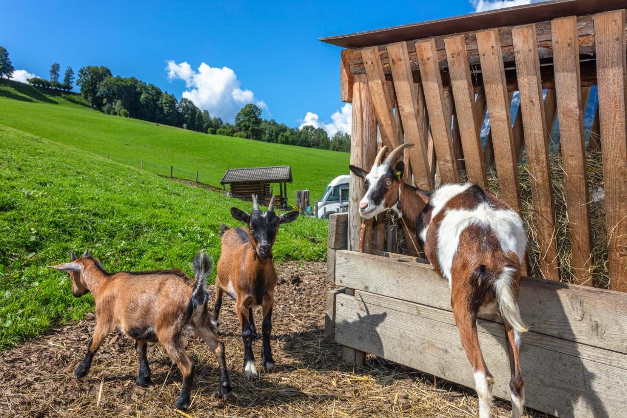 Appartamento Biobauernhof Stegerbauer Maria Alm am Steinernen Meer Esterno foto