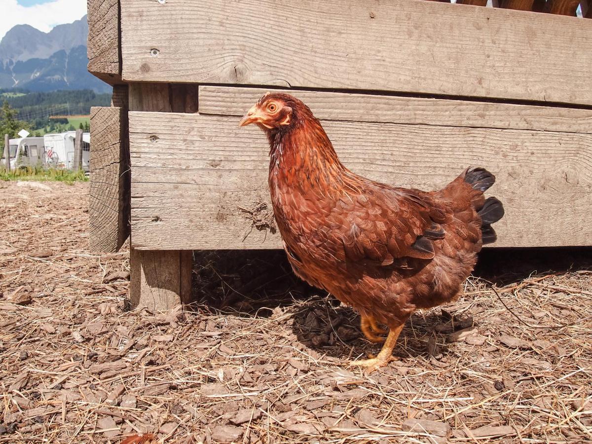 Appartamento Biobauernhof Stegerbauer Maria Alm am Steinernen Meer Esterno foto