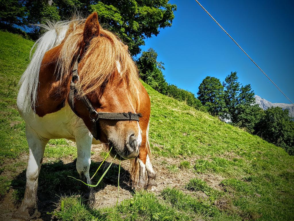 Appartamento Biobauernhof Stegerbauer Maria Alm am Steinernen Meer Esterno foto